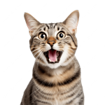 Funny cats in action