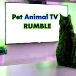 Pet Animals Television