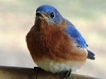 Wildlife & Nature