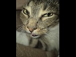 cute animals