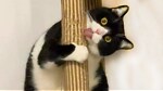 The most beautiful funny cats in the world