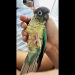 Chippy Basil the Greencheek Conure