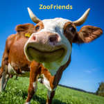 Mundo Animal Em Foco.