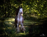 Gypsy Horses