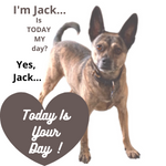 Jack's "Adventure Treats" - Food MOTIVATED Pup Fun!