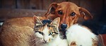 Domestic Cat And Dog