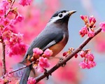 Nature--