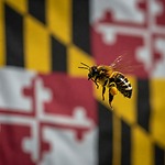 A SOMD Beekeeper