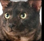 cat 92