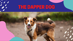 The Dapper Dog