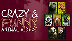 Crazy Animals Funny Video