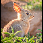 Spunky Bunny