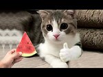 Hilarious Cat Compilation