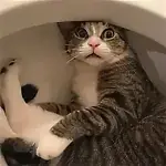 Cute Animal Videos