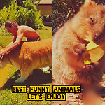 Funny Animals