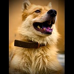 Cute Funny Animals