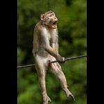 Funny videos