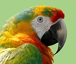 BirdLifeHub.com