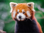 Red Pandas Are ADORBLE