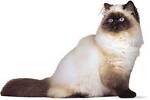 cats an ddogs