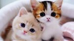 Best Cute Cat Videos