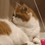Cute and funny