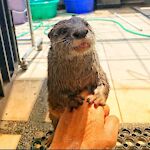 Otter