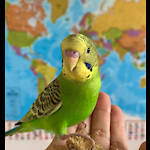 Toady the Parakeet