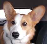 Elliot Corgi Seizures