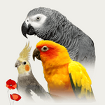 cocoparrot