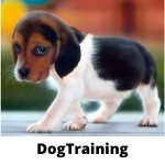 Dog brain And Baby sleep Training At Your home