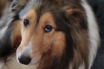 That Crazy Sheltie