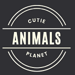 Cute Animals Planet- awwe cute animals video