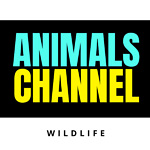 Animals channel