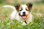 Puppies Breeds