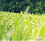 Grass