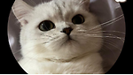 Cute Cat