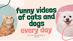 funny cats and dogs videos