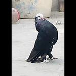 Nsbirdsofficial