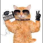 Cat Moments