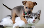 Funny cats and dog