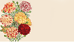 The Language of Flower Poems