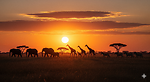 The Animal Lens
