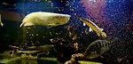 Live Aquarium Monsters