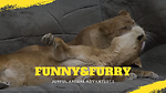 Funny Furry Friends