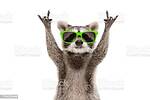 funnyanimals