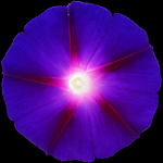 Lightness Meditation – Meditate With Us LIVE