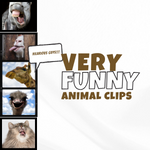 Very Funny Animal Clips: Hilarious Animal Antics