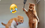 Funny pets video