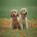 Cutest Puppies